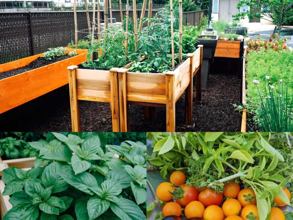 A collage of photos of our urban garden, including our produce (tomatoes and herbs)
